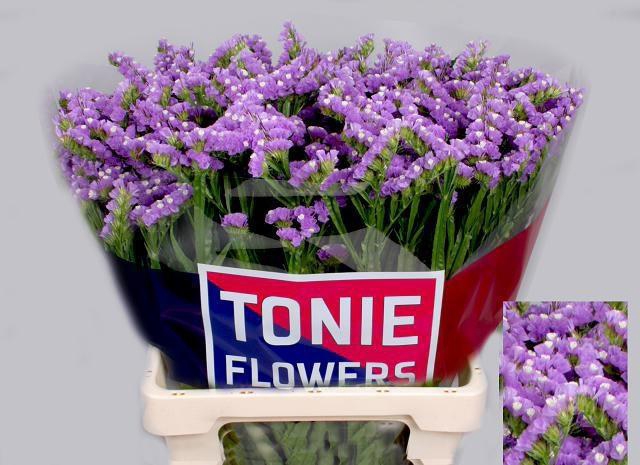 <h4>LIM S TESSA MALVA</h4>