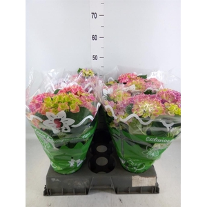 Hydrangea mac.   ...