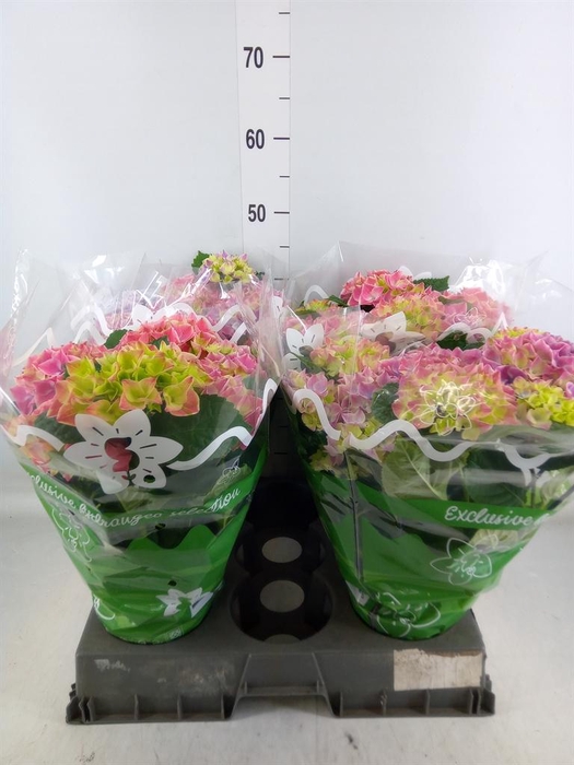 <h4>Hydrangea mac.   ...</h4>