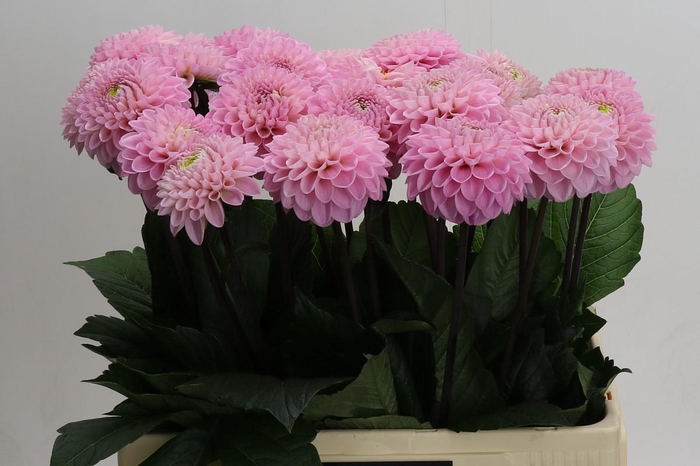 <h4>Dahlia Wizard of Oz</h4>