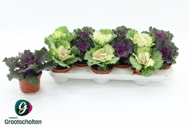 <h4>BRASSICA (SIERKOOL)</h4>