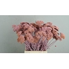 DF Achillea Paint Bs L.Pink