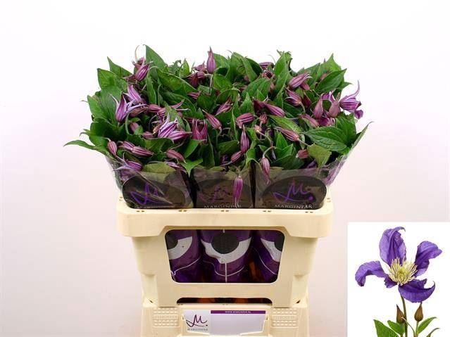 <h4>CLEMATIS DIVERSIF. 'BLUE PIROUETTE'</h4>