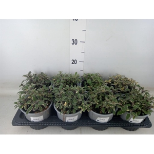 Salvia officinalis 'Tricolor'