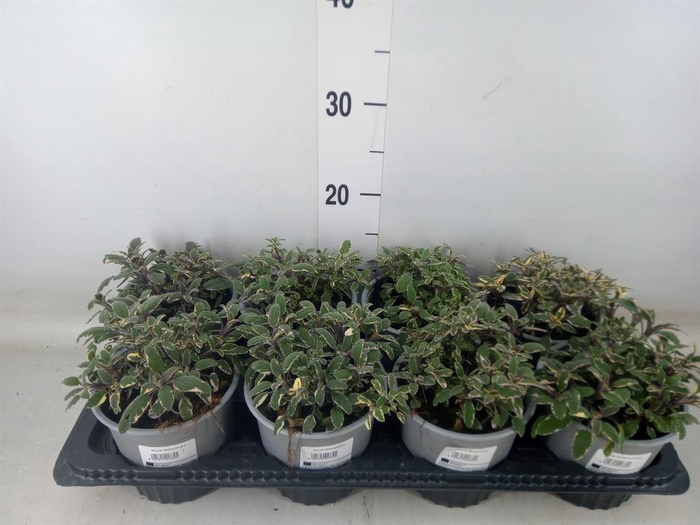 <h4>Salvia officinalis 'Tricolor'</h4>