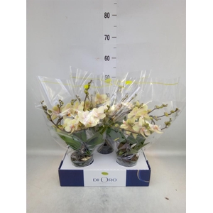 Phalaenopsis   ...yellow