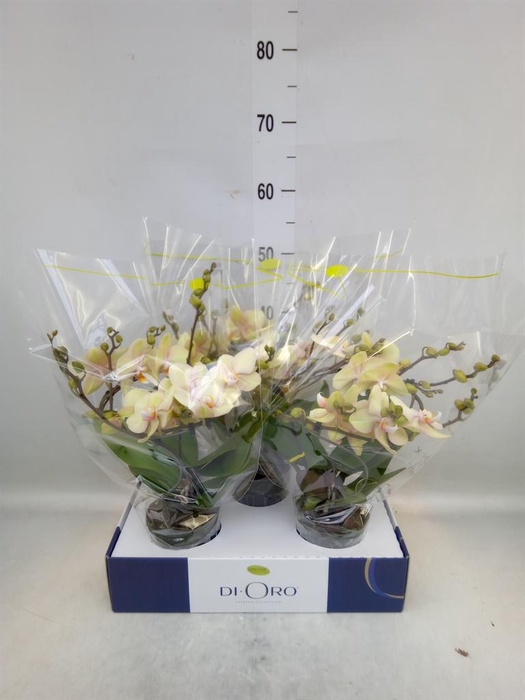 <h4>Phalaenopsis   ...yellow</h4>
