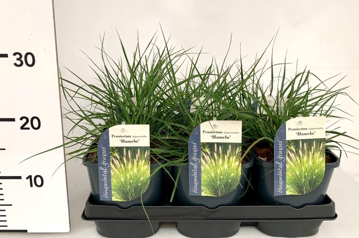 Pennisetum alopecuroides Hameln