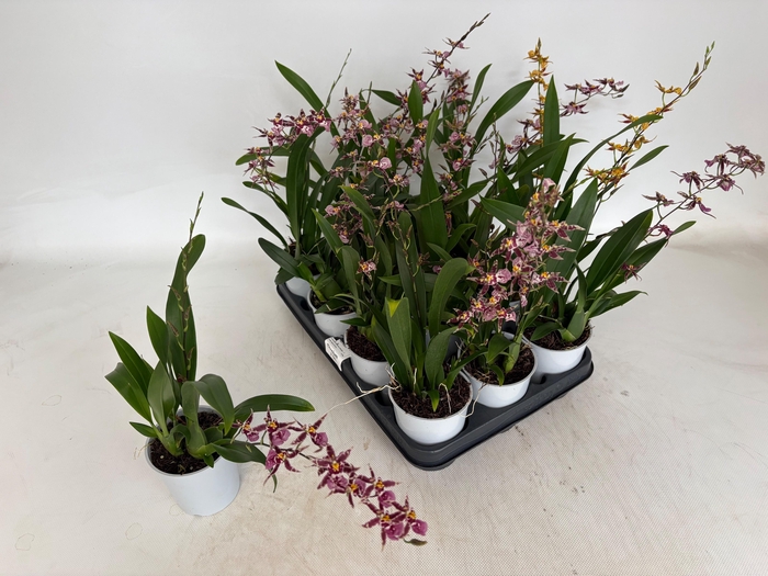 <h4>BRASSIA SUMMER DREAM</h4>