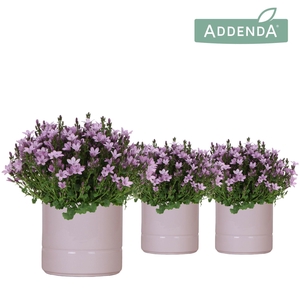 Campanula Addenda Ambella pink in Pastel pot pink