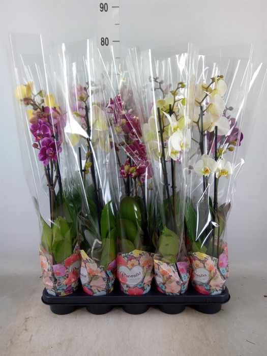 <h4>Phalaenopsis   ...</h4>