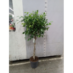 Ficus benja. 'Exotica'