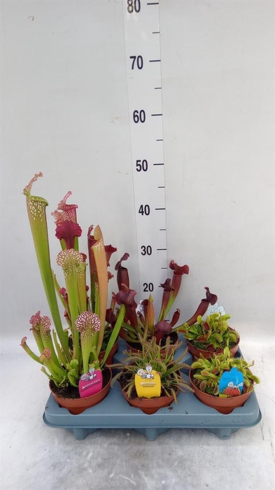 <h4>Vleesetende planten</h4>
