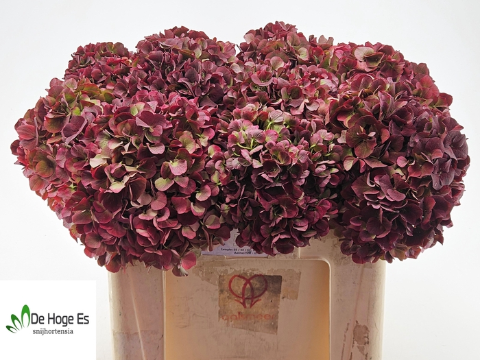 <h4>HYDR M MAG PI RUB CL</h4>