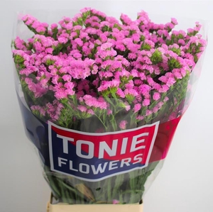 LIM S FANTASIA WINGS