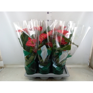 Anthurium andr. 'Nevada'