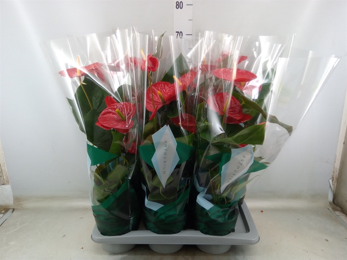 <h4>Anthurium andr. 'Nevada'</h4>