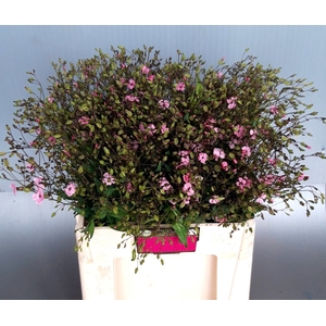 SAPONARIA OV