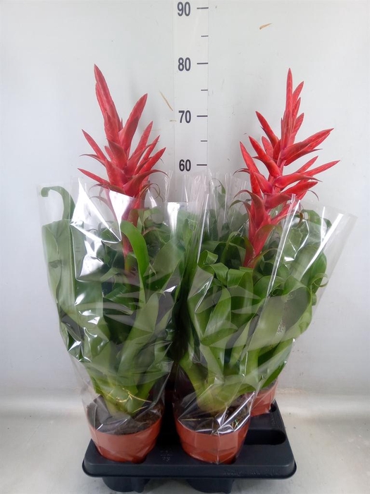 <h4>Tillandsia  'Naomi'</h4>