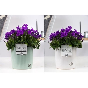 Campanula Porto LL Pure Sophie