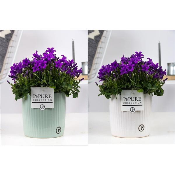 <h4>Campanula Porto LL Pure Sophie</h4>
