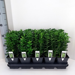 EUONYMUS JA GR SPIRE