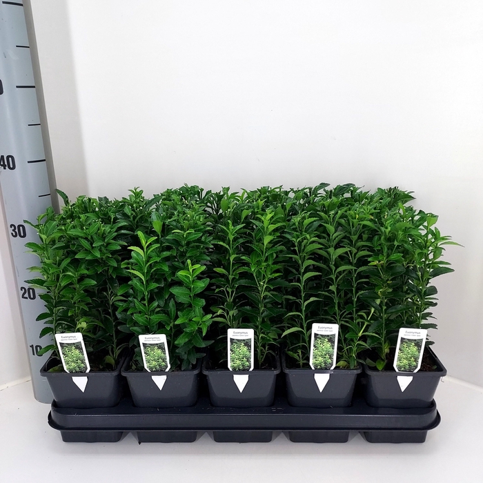 <h4>EUONYMUS JA GR SPIRE</h4>