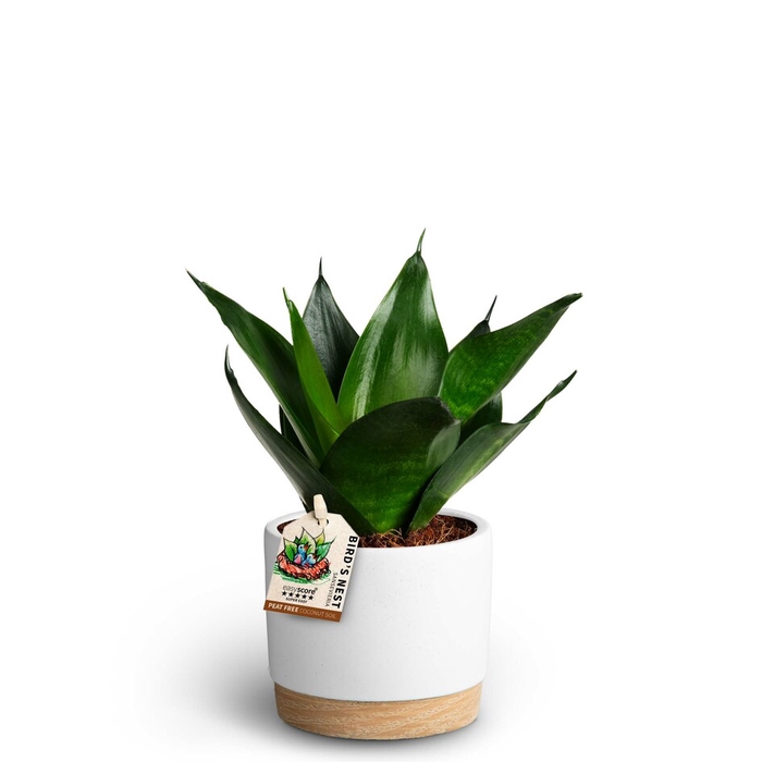 SANSEVIERIA TRIFASCIATA P10 WB WHITE