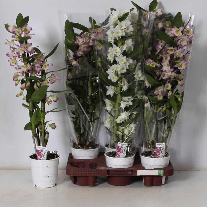 <h4>DENDR N GEM</h4>