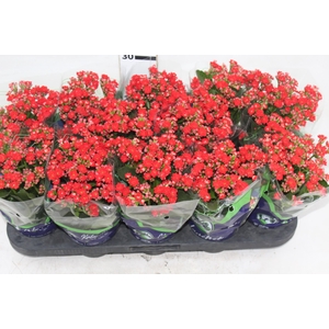 KALANCHOE DOBRADO P11 VERMELHO