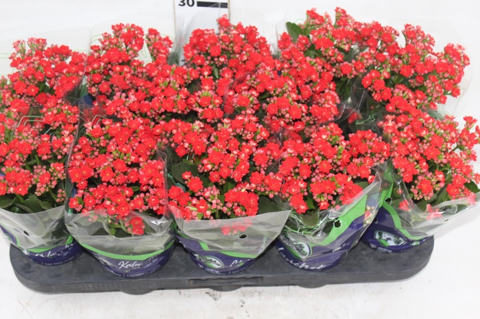 <h4>KALANCHOE DOBRADO P11 VERMELHO</h4>