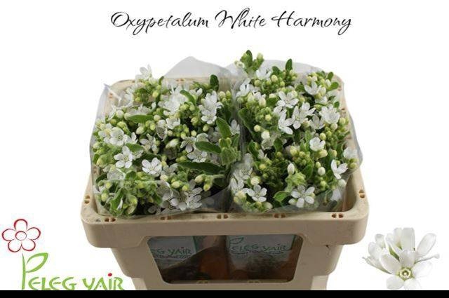<h4>OXY CO PERF WHI HARM</h4>