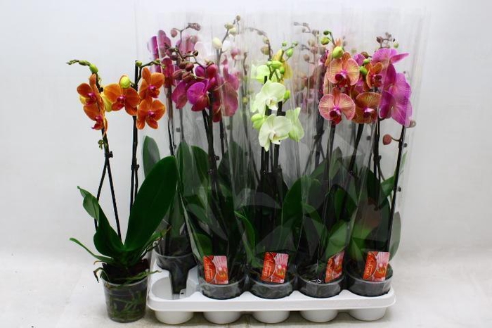 <h4>PHAL GEM 7 KL</h4>