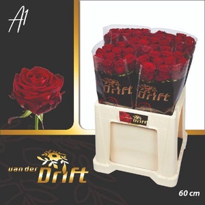 Rosa gr Red Naomi