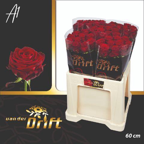 <h4>Rosa gr Red Naomi</h4>
