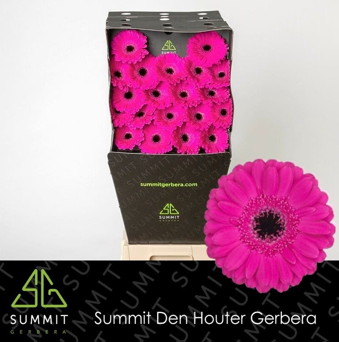 <h4>Germini Anna Diamond per kaart</h4>