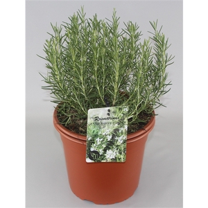 Rosmarinus officinalis Miss Jess Upright C5