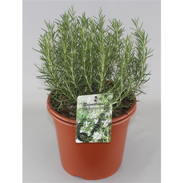 <h4>Rosmarinus officinalis Miss Jess Upright C5</h4>