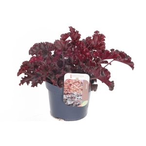 Heuchera Melting Fire