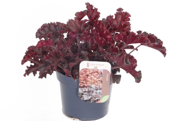 <h4>Heuchera Melting Fire</h4>