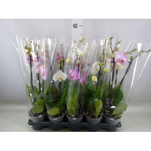 Phalaenopsis   ...mix