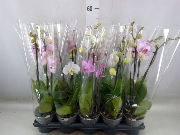 <h4>Phalaenopsis   ...mix</h4>