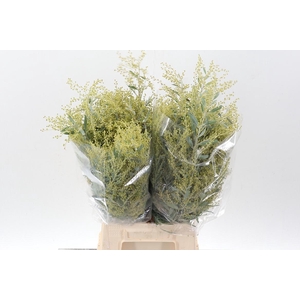 Acacia Bl Hambury Bs