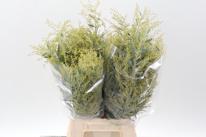 <h4>Acacia Bl Hambury Bs</h4>