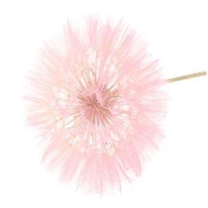 Pres Dandelion Light Pink