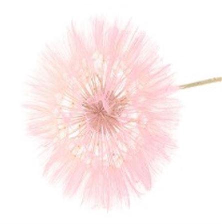 <h4>Pres Dandelion Light Pink</h4>