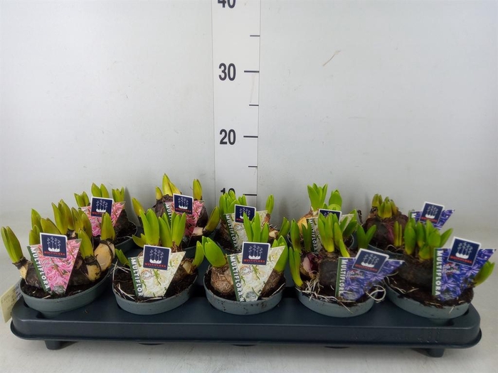 <h4>Hyacinthus orie. 'Multifl' ..mix 3</h4>