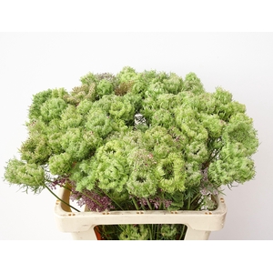 Daucus Carota Dara