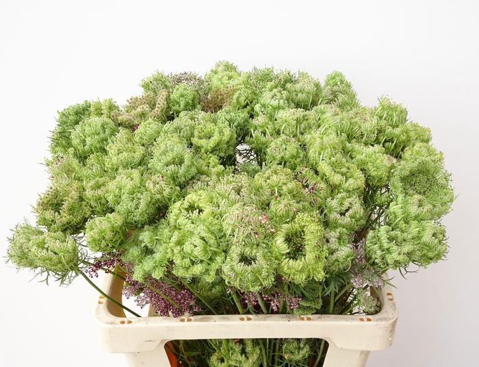 <h4>Daucus Carota Dara</h4>