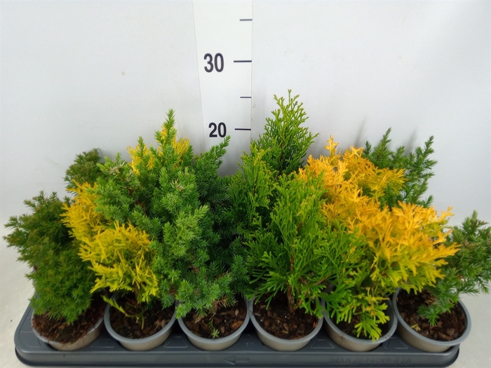 <h4>Conifers   ...mix</h4>